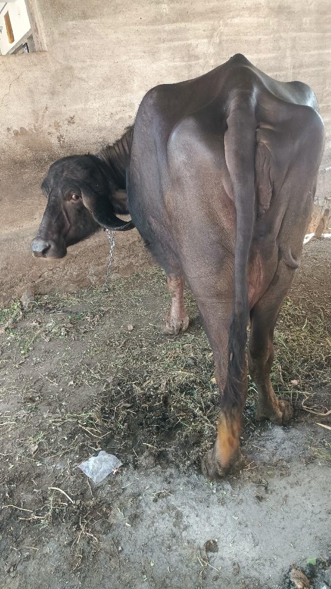 थंबनेल 2