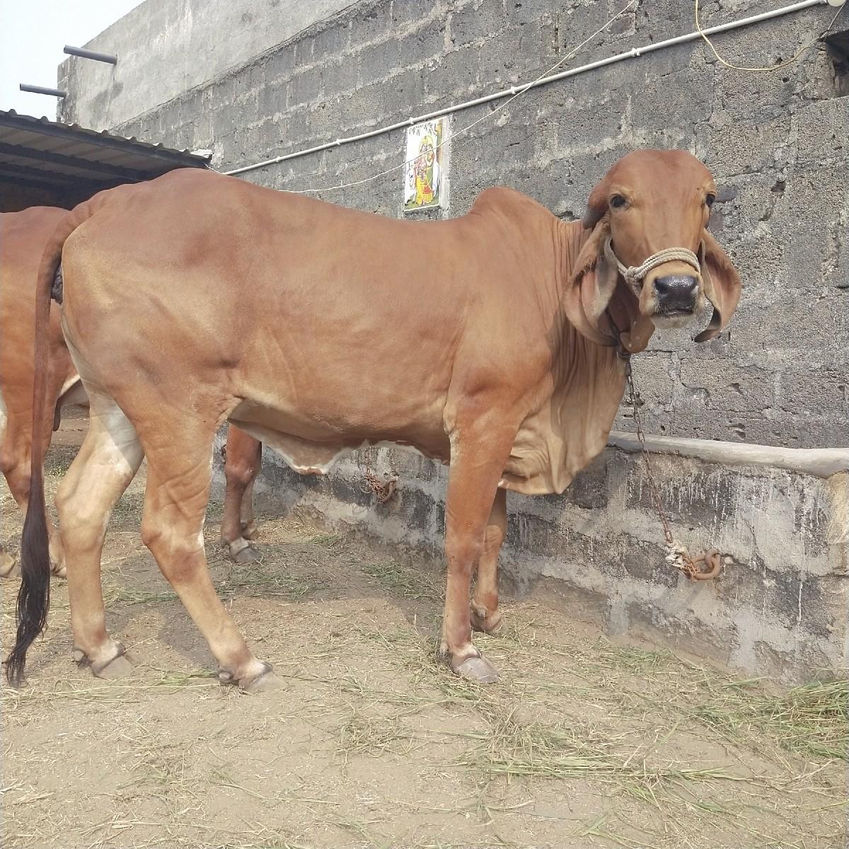 ગીર હોડકી વેચવાની છે