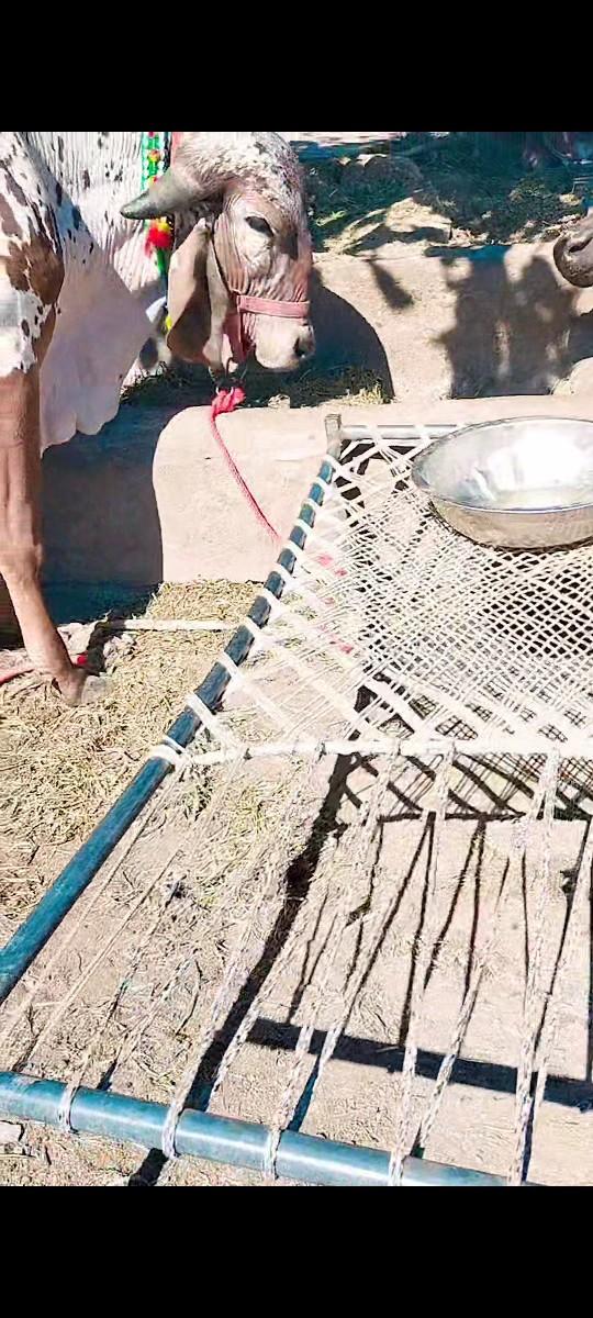 ઓરીજલ ગીર હોડકી વેશવાની છે