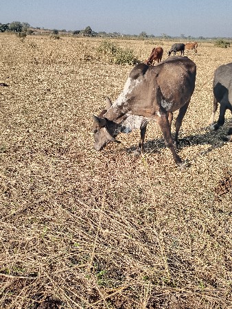 આ ગાય વેશવાની છે પેલું વેતર