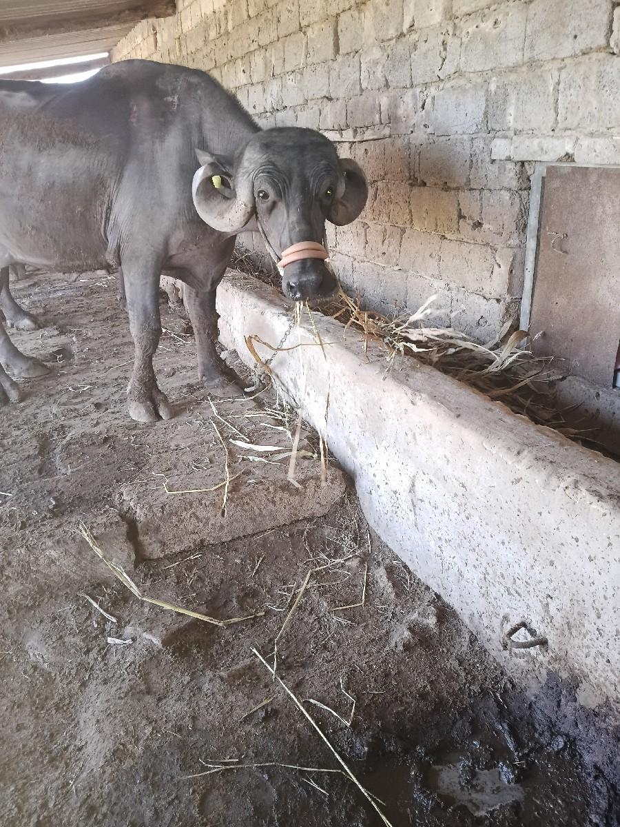 Kadali

ખળલીવછેવાનીછે