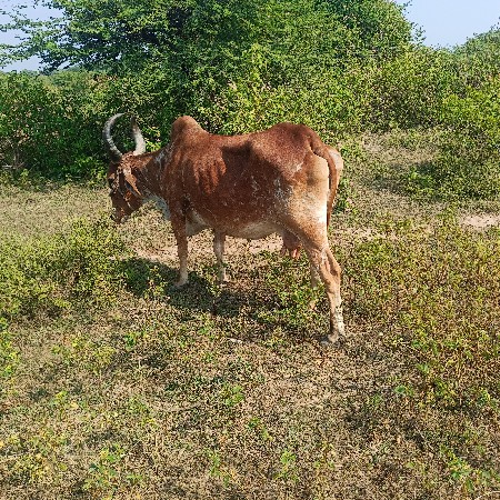 ૨ ગાય દેયદેવાની સે