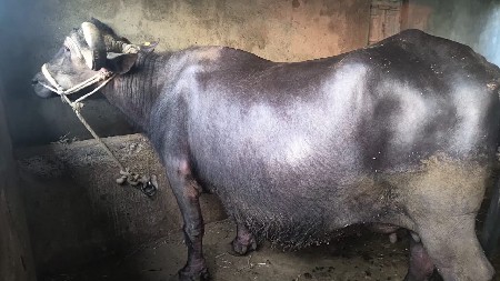 ભેંશ વેચવાની છે