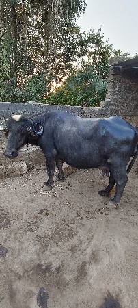 थंबनेल 3