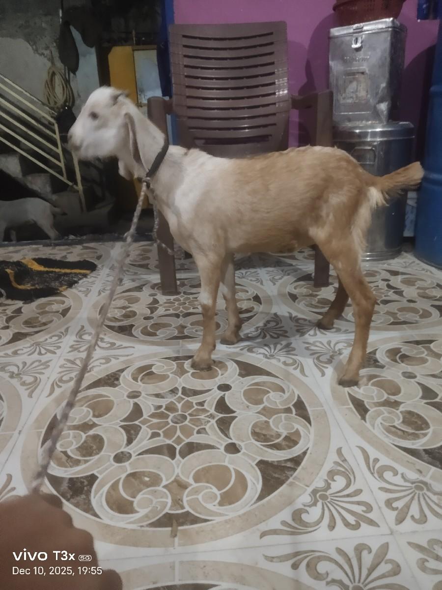 વેચવાનું છે