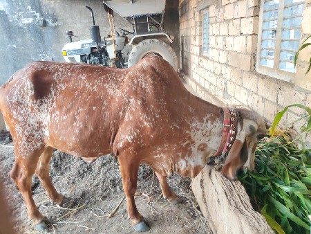 થંબનેલ 3