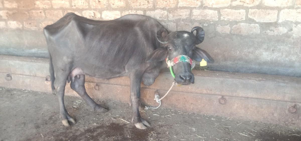 थंबनेल 3