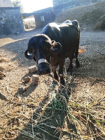 ભેંસ વેતર પેલુ ,,, જાફરાબાદ