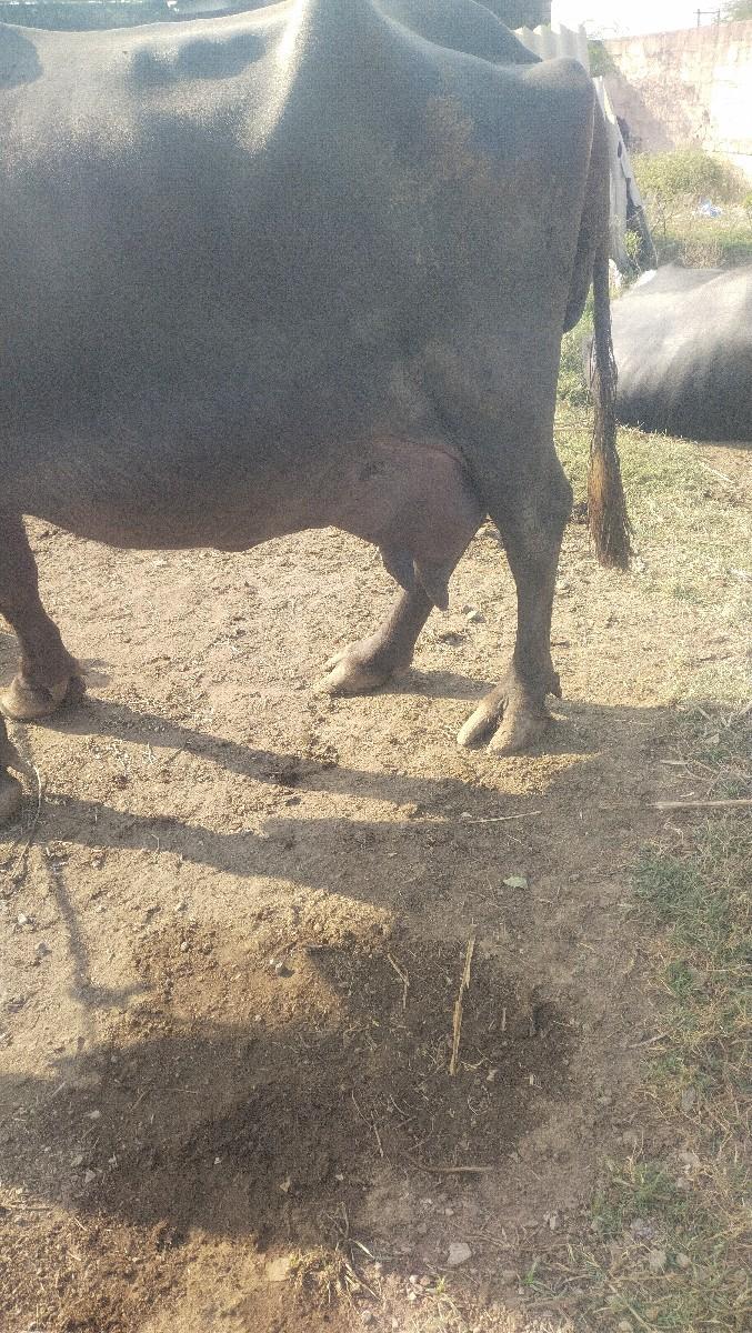 3.વેટર.વીયાસે