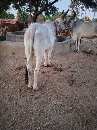 થંબનેલ 3