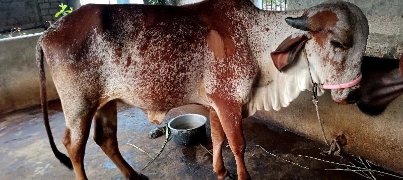 થંબનેલ 3