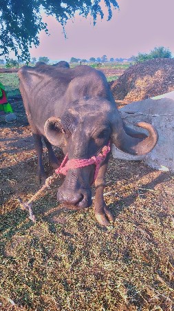 ભેંસ વેચવાની છે