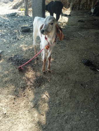 थंबनेल 3