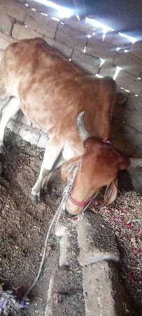 ગોધલો આઠ દા તે