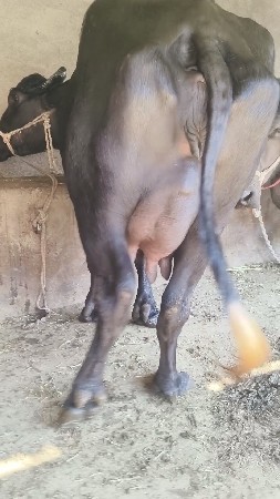 थंबनेल 2