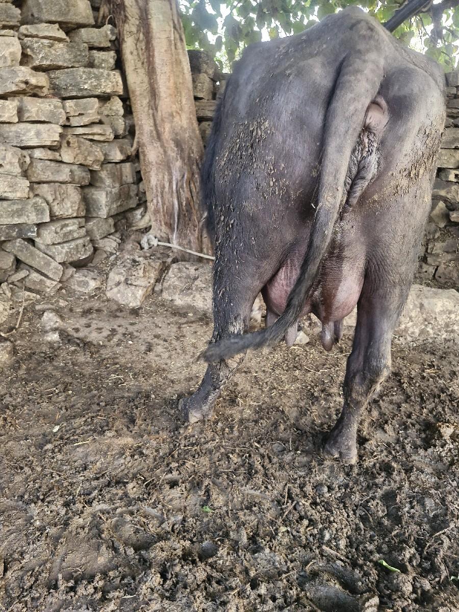 3 થી 4 દીવસ કાસી