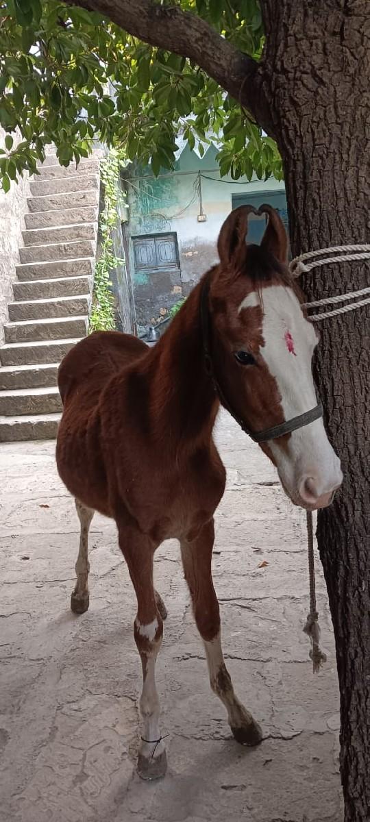 थंबनेल 2