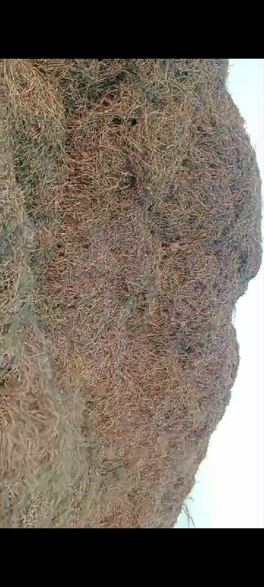 ગિરનાર ચાર ભૂકો વેચવાનો છે