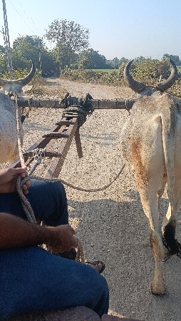 થંબનેલ 3