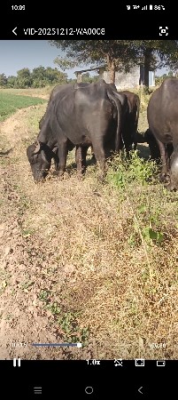 1 વેતર ખડાય 4 દીવસ વ્યાના થયા