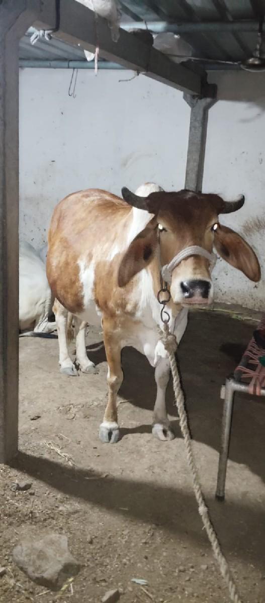 થંબનેલ 2