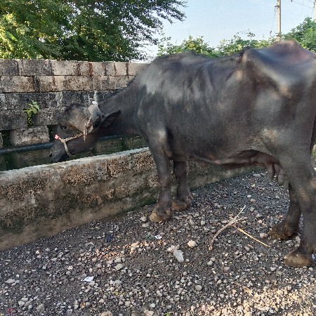 ભેસ વેસવાની છે