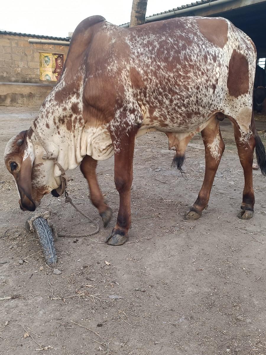 વાછડો વેચવાનો છે