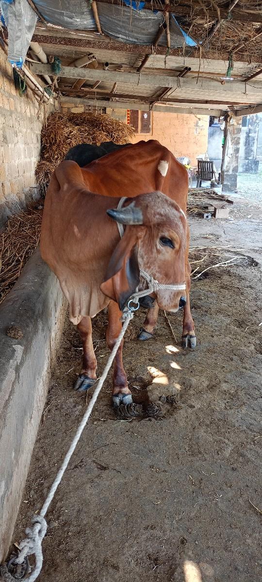 થંબનેલ 2