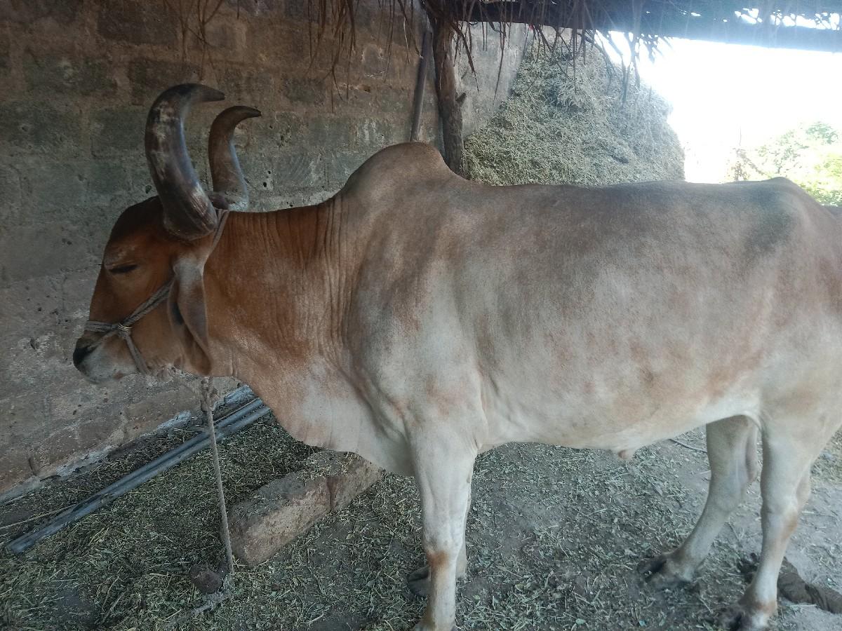 થંબનેલ 2