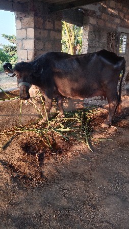 થંબનેલ 2