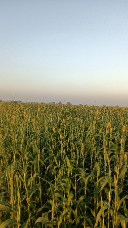 લીલું વેચવા નું છે