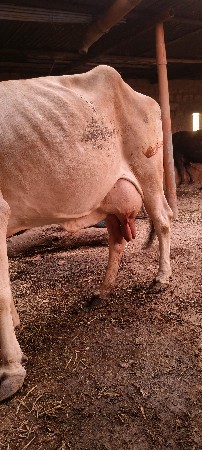 વેચવાની