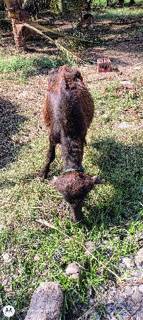 પાડી વેચવાની છે