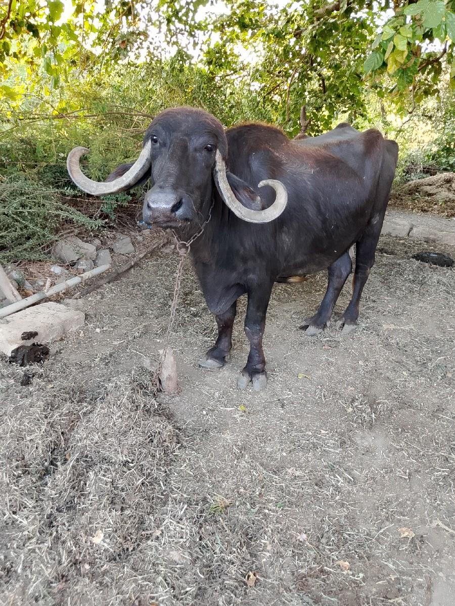 આ ભેંસ વેચવાની છે