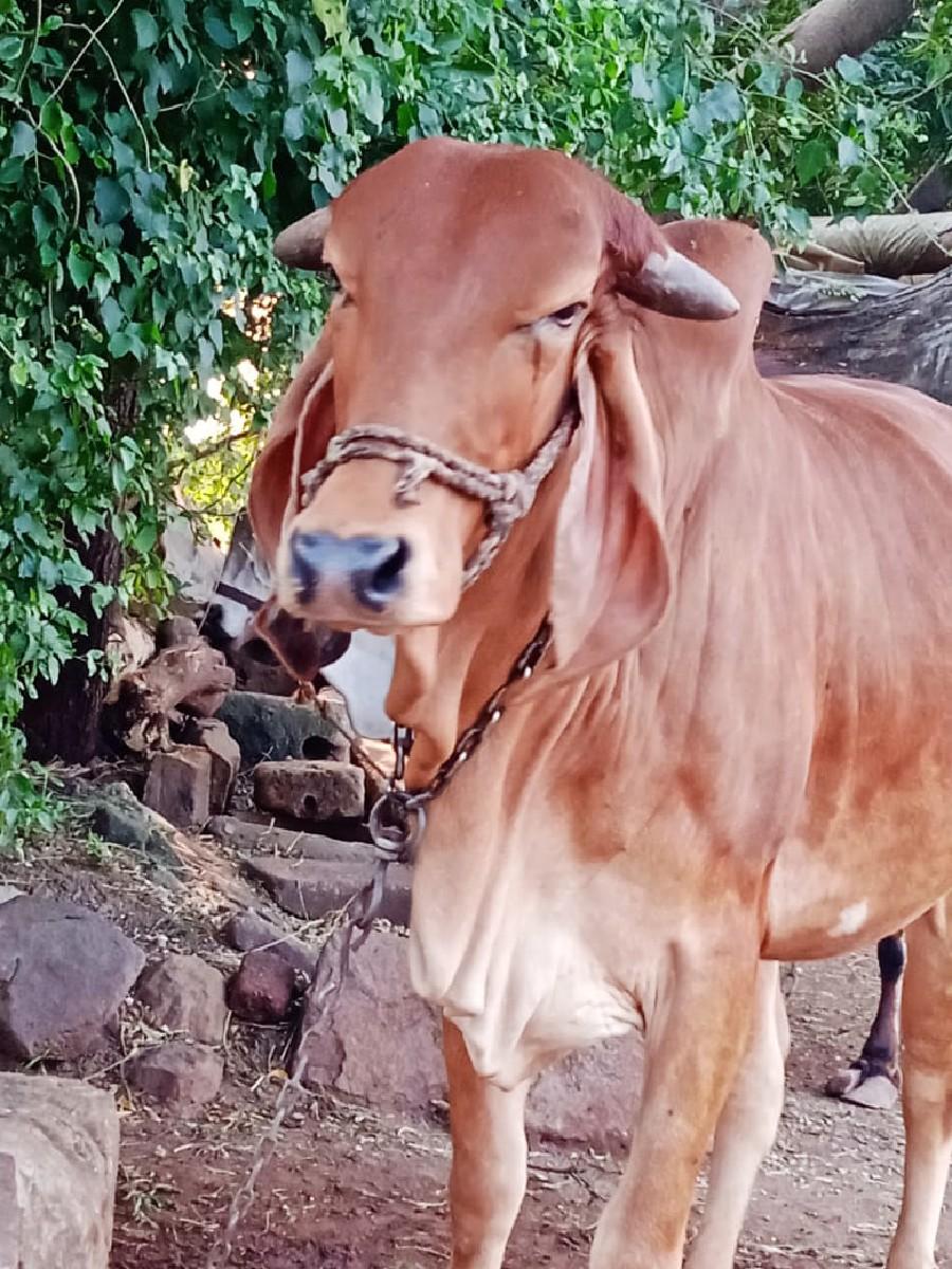 થંબનેલ 2