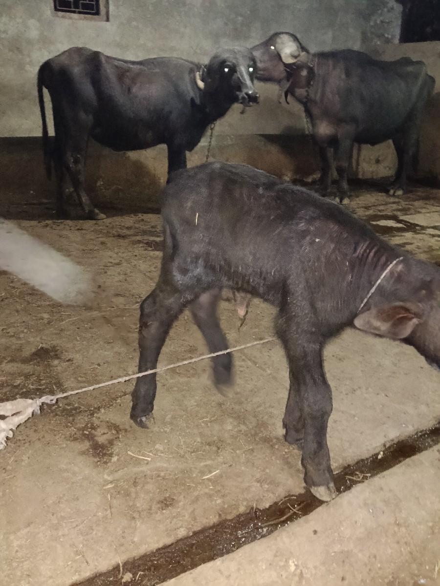 थंबनेल 2