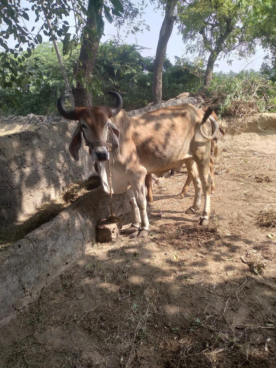 थंबनेल 2