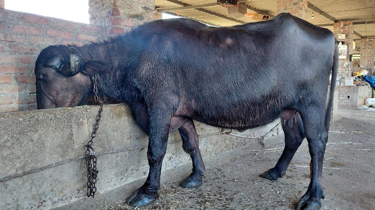 थंबनेल 3