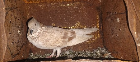 કબુતર વેચવાના છે600