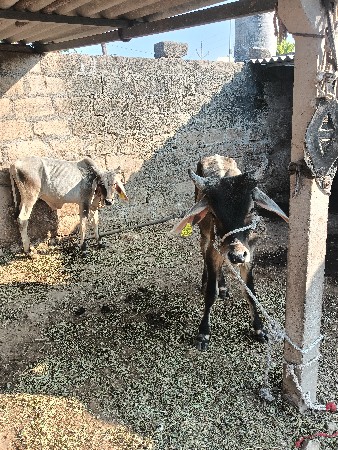 થંબનેલ 2