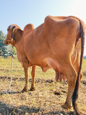 थंबनेल 2