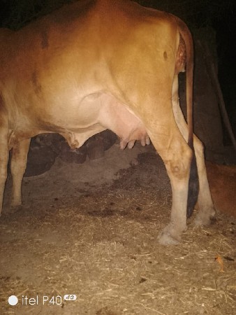 थंबनेल 2