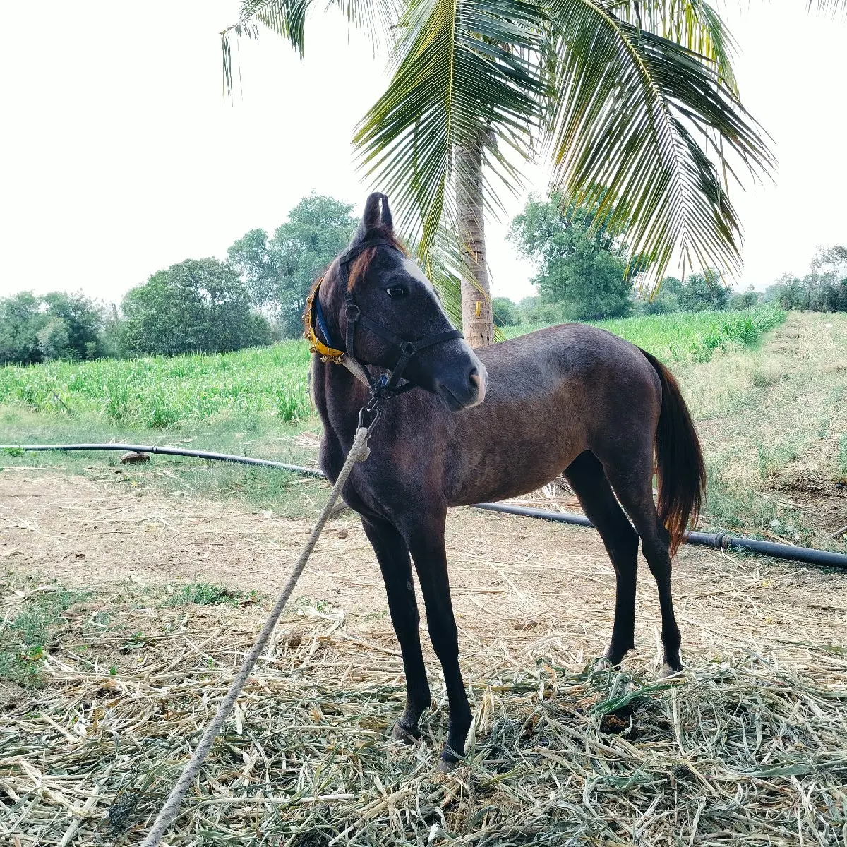 થંબનેલ 3