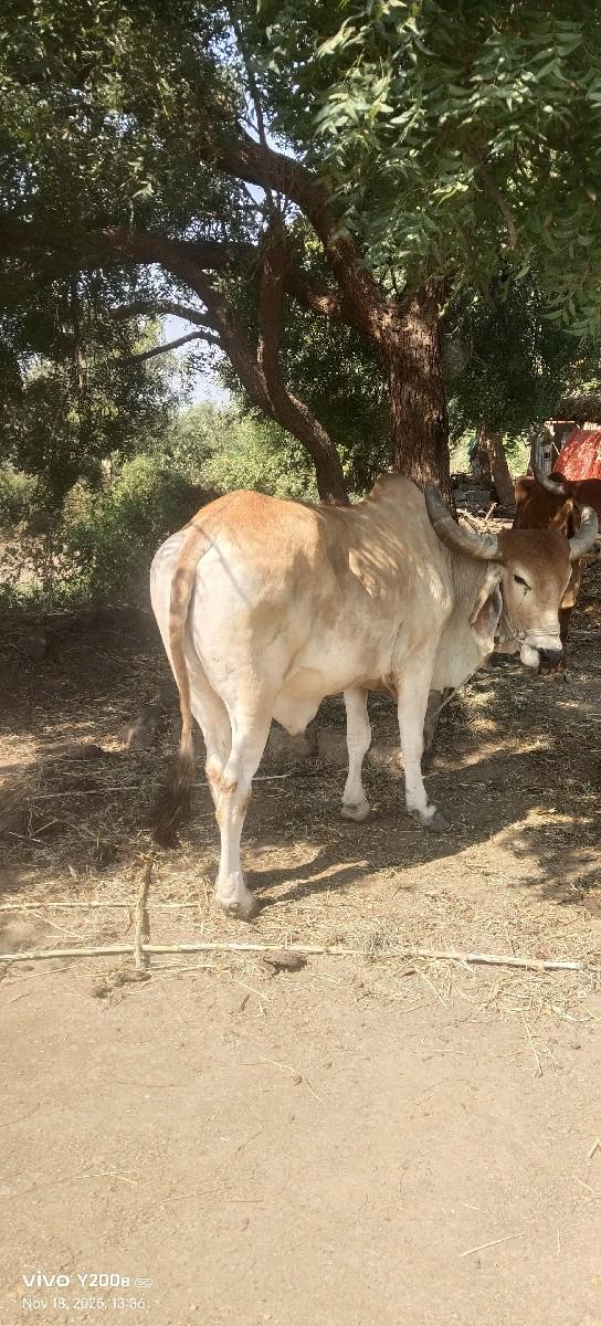 थंबनेल 3