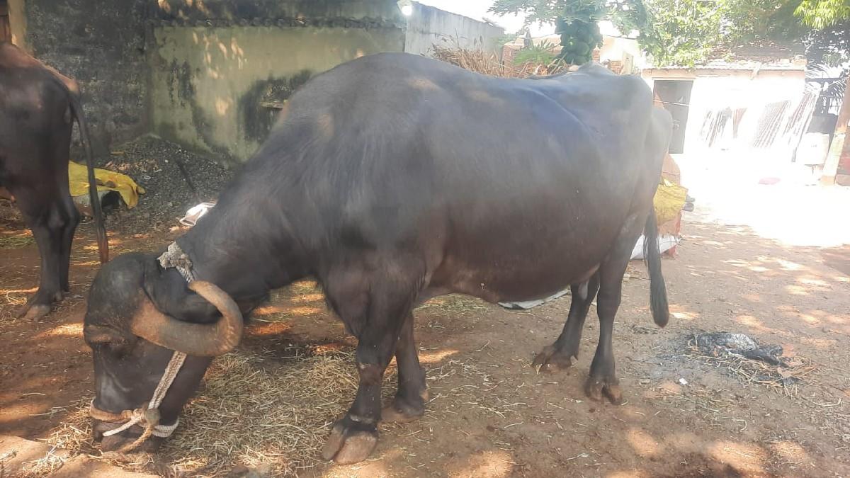 ભેંસ. વેસવાનીછે