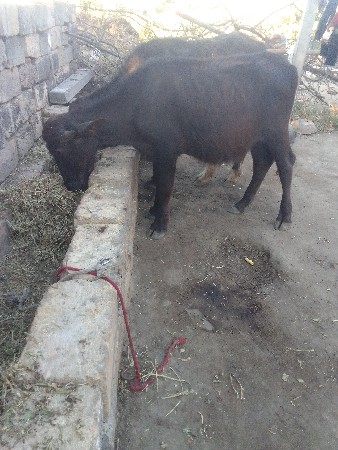 પાડીવેચવાનિછે