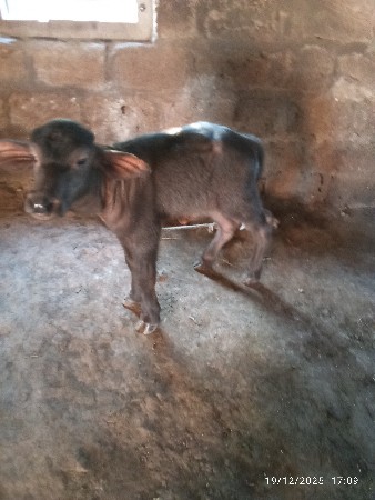 પાડો વેચવાનો છે .