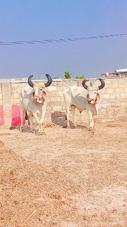 थंबनेल 2