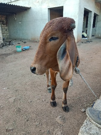 વાછરડી વેચવાની છે