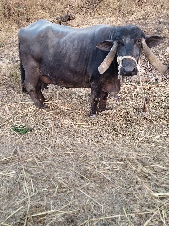 थंबनेल 3